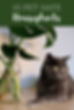 Per Safe Houseplants Non Toxic