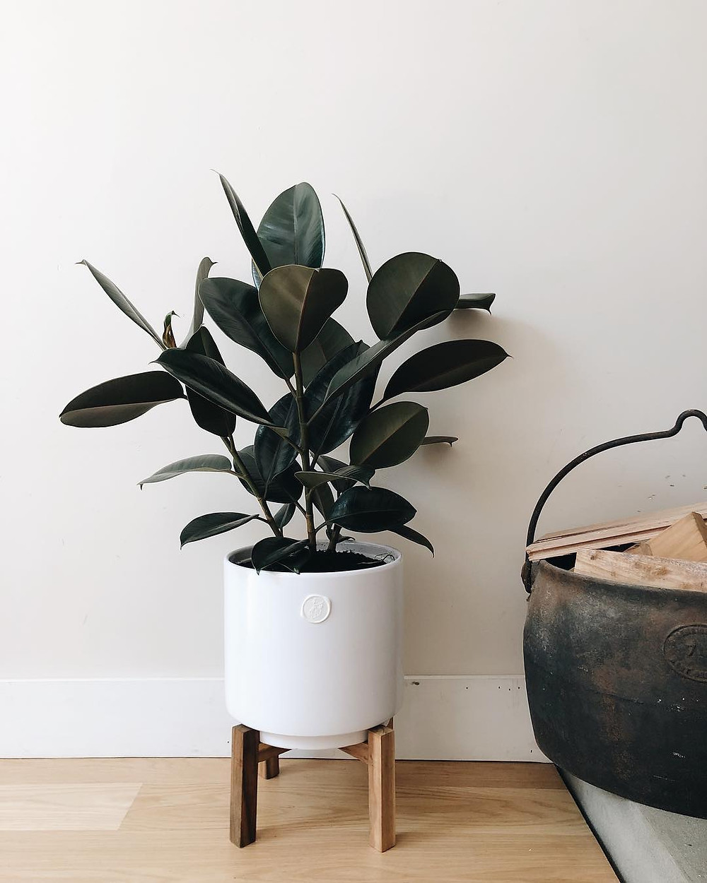 The Best Houseplants To Place In Your Bedroom