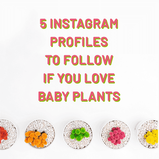 5 Instagram Profiles To Follow If You Love Small Plants