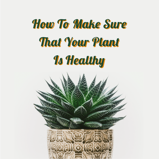 How To Make Sure Your Plant Is Healthy