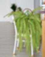 Boston Fern Nephrolepis Exaltata Purifying Houseplants Health
