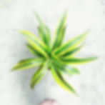Dracaena Purifying Houseplants Health