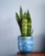 Snake Plant Sansevieria Low-Light Houseplants Perfect For Dark Rooms