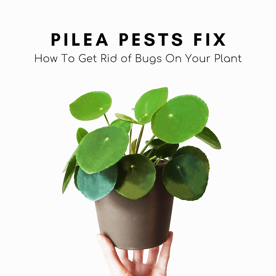 Pests Fix: How To Get Rid of Insects And Bugs On Your Pilea