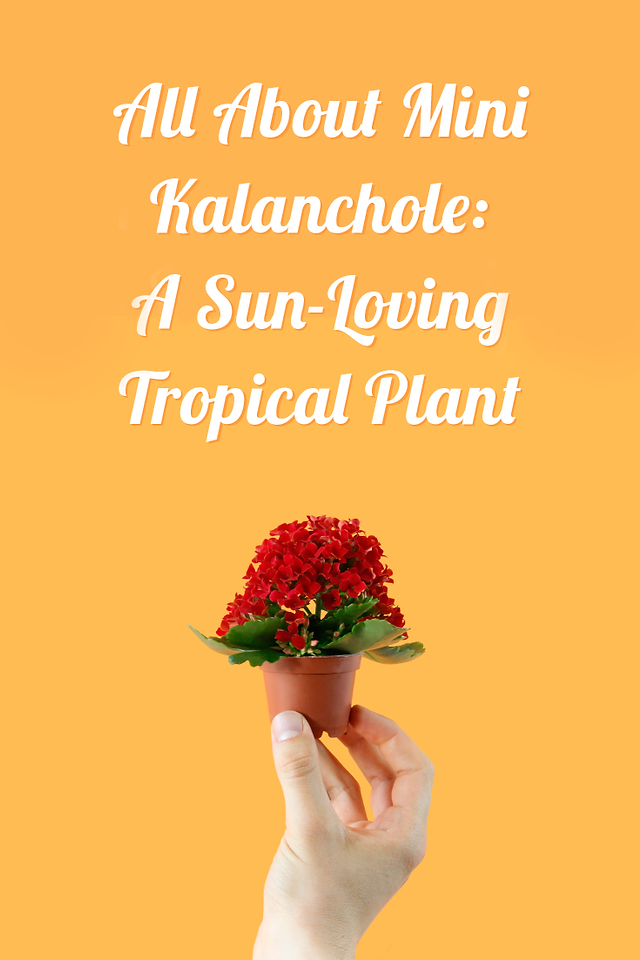 Mini kalanchoe deals