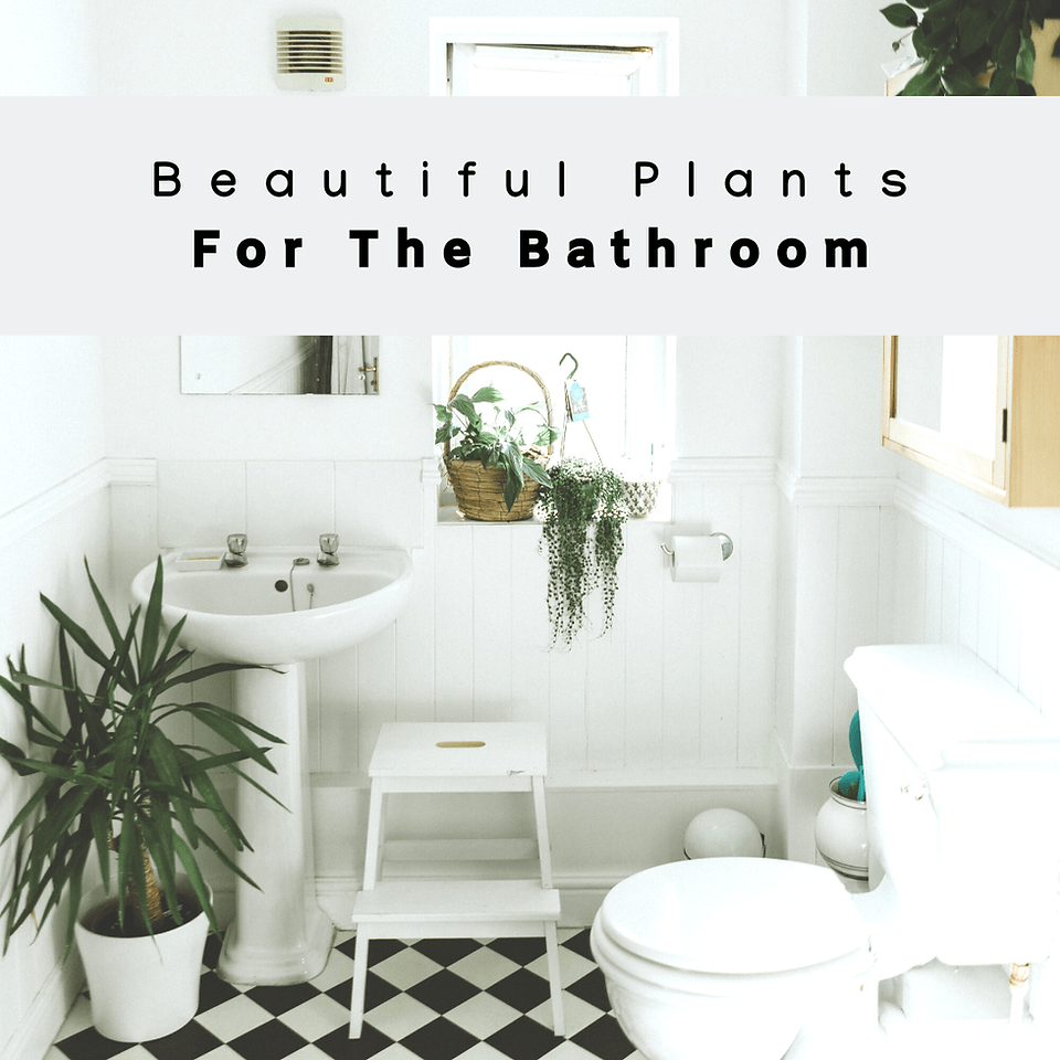 Beautiful Plants for the Bathroom