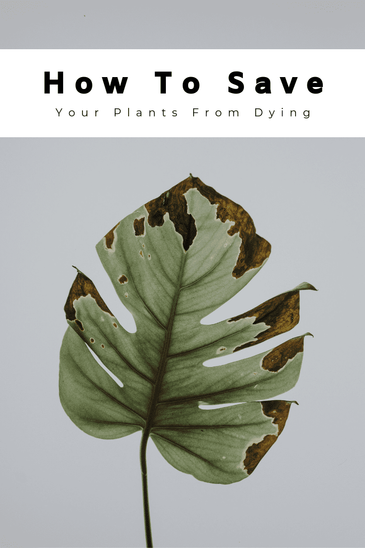 How To Save Your Plants From Dying
