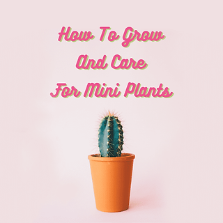How To Grow And Care For Mini Plants
