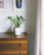 ZZ Plant Cheap Houseplants You Can Easily Add To Your Home