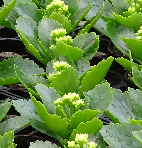 Kalanchoe_Harster Greenhouses