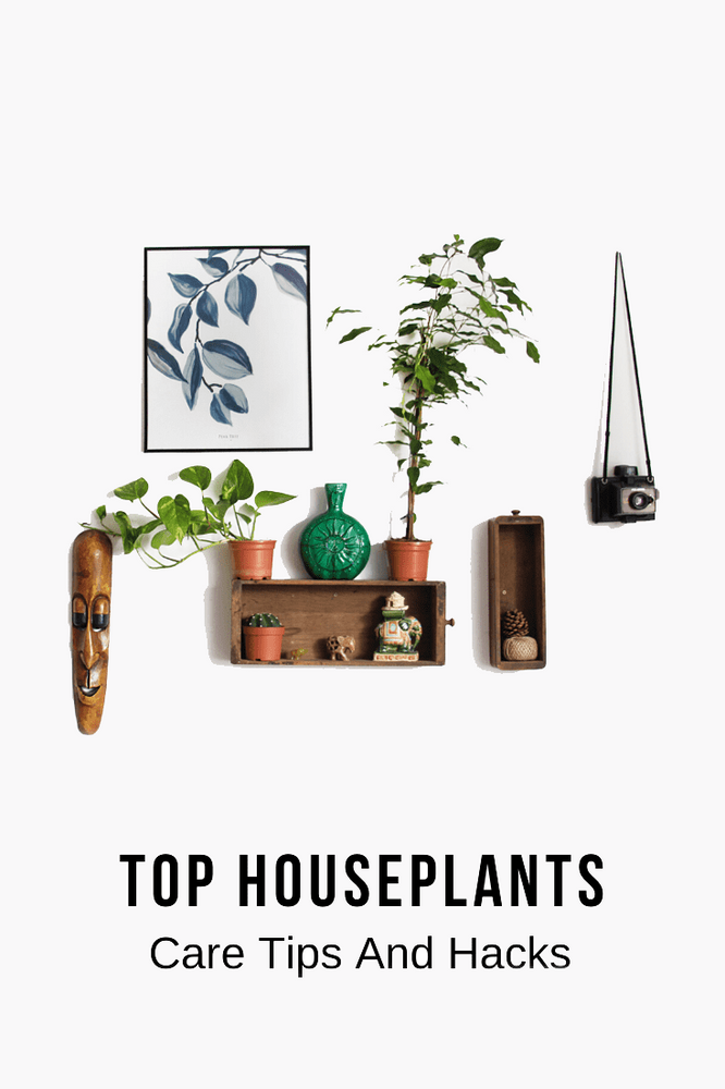 Houseplants Care Tips And Hacks You Didn't Know About
