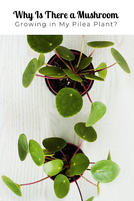 Why Is There a Mushroom Growing in My Pilea Plant?