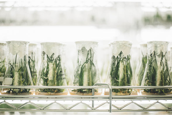 Micropropagation_Harster Greenhouses
