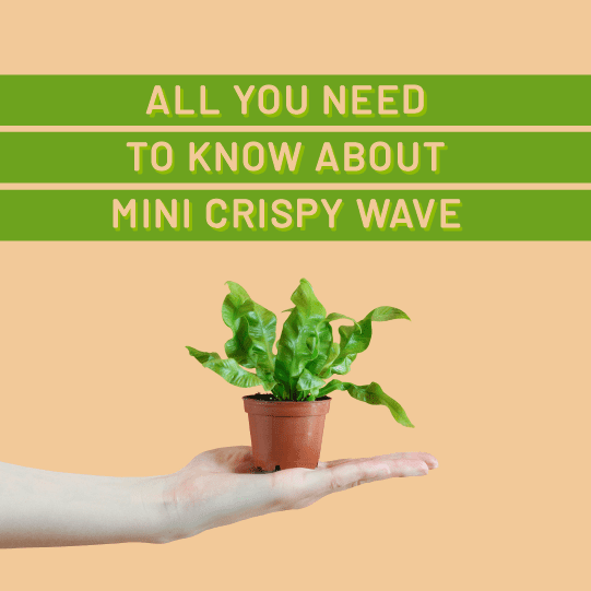 A Breath Of Fresh Air: All You Need To Know About Mini Crispy Wave