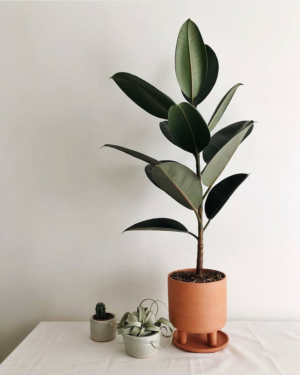 Rubber Fig Ficus Elastica Trending Popular Plant 2018