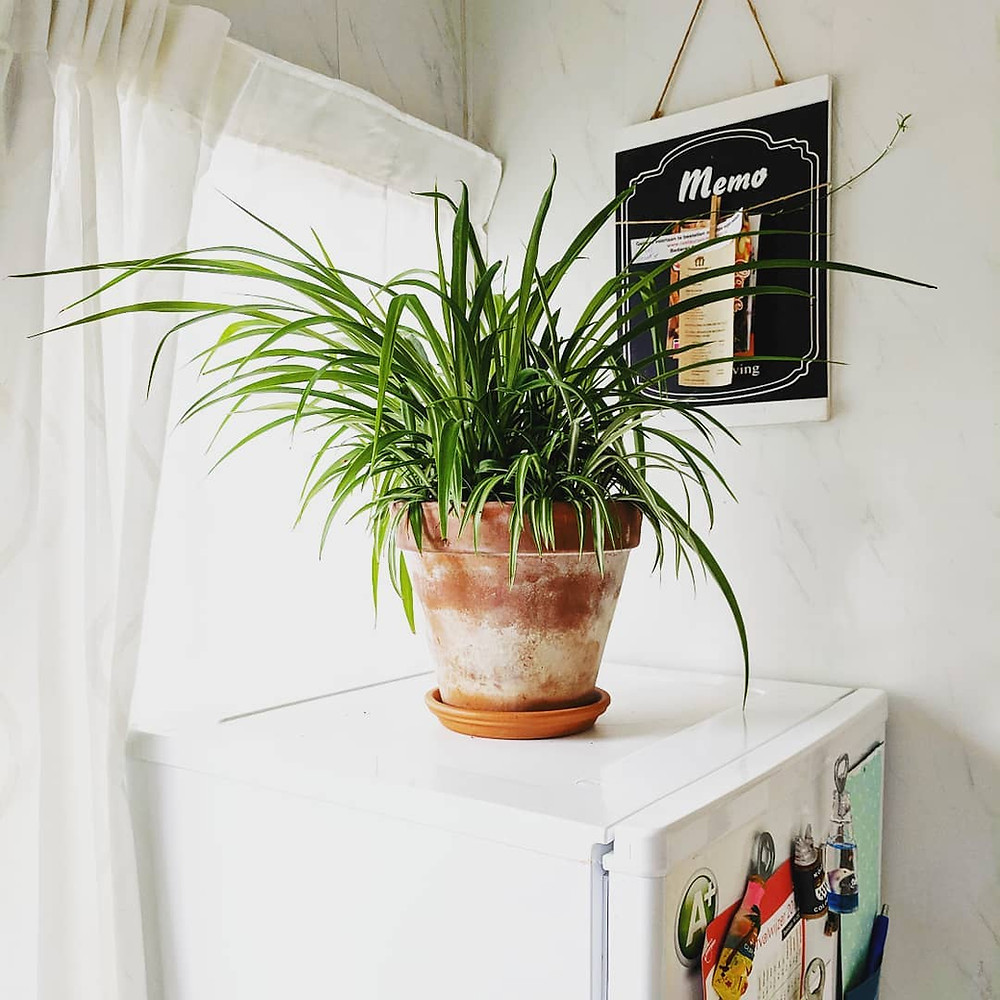 LowLight Houseplants Perfect For Dark Rooms