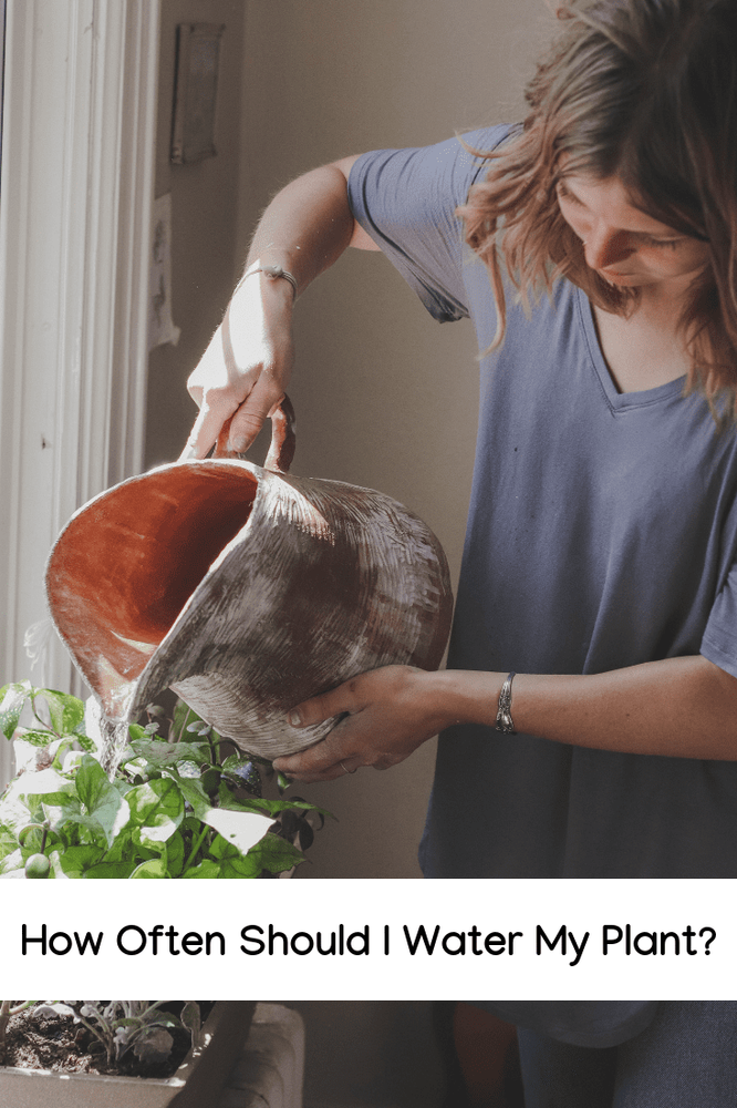 How Often Should I Water My Plant? Here’s What You Should Consider