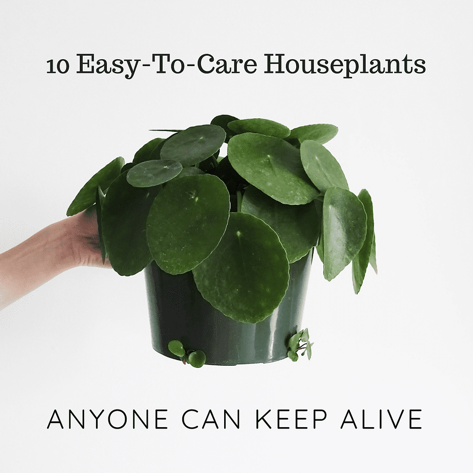 Easy-To-Care Houseplants Anyone Can Keep Alive