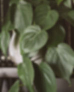 Philodendron Low-Light Houseplants Perfect For Dark Rooms