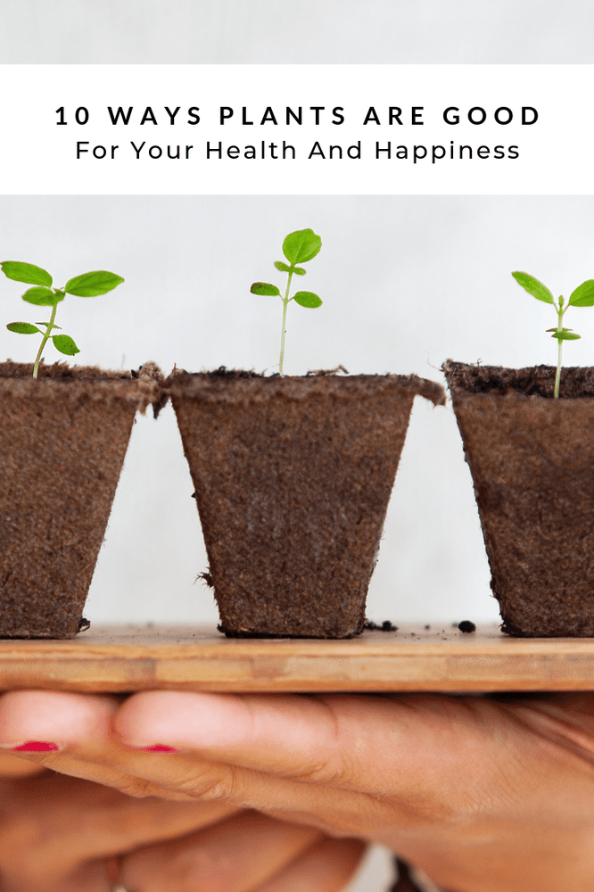 All The Ways Plants Are Good For Your Health And Happiness