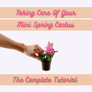 Taking Care of your Mini Spring Cactus