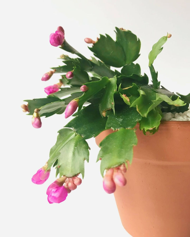 10 Indoor Plants That Make A Perfect Christmas Gift