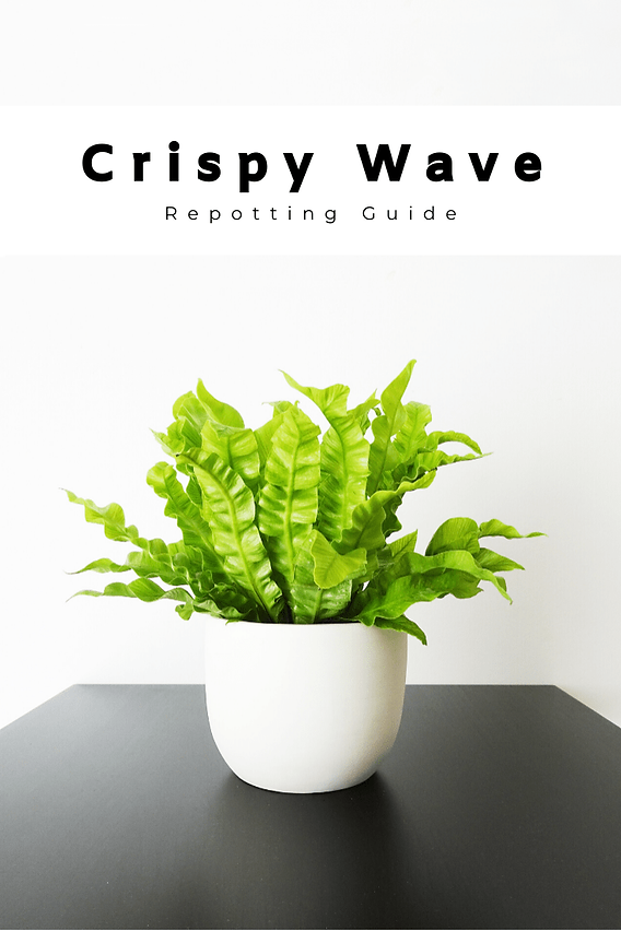 Crispy Wave Repotting Guide: Why, When And How