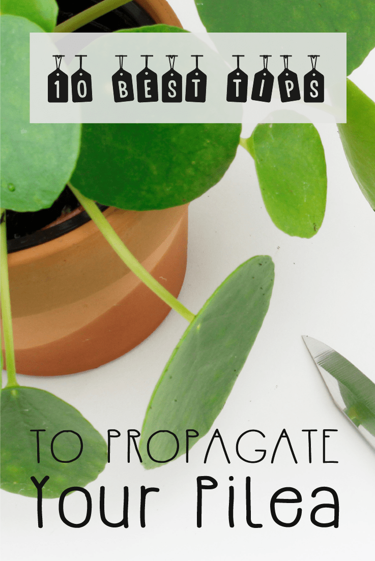 10 Best Tips To Propagate Your Pilea