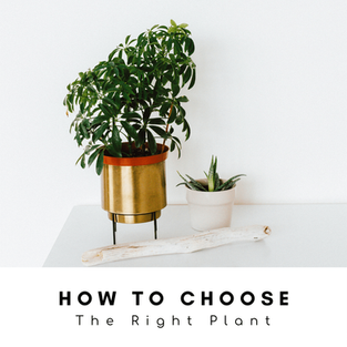 Choosing The Right Houseplant For Your Light At Home