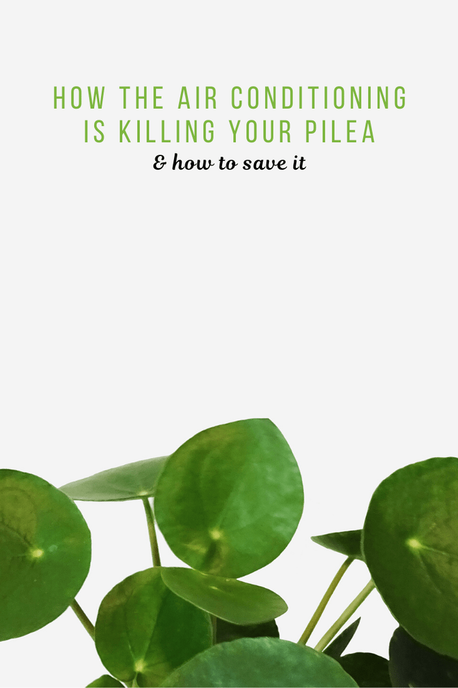 How The Air Conditioning is Killing Your Pilea, And How To Save It