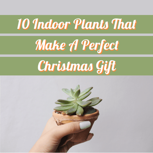 10 Indoor Plants That Make A Perfect Christmas Gift
