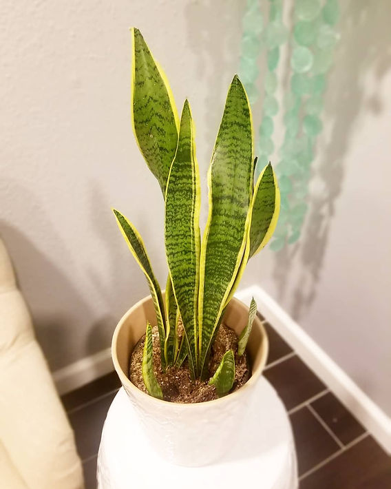 10 Cheap Houseplants You Can Easily Add To Your Home