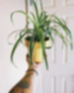 Spider Plant Chlorophytum Comosum Purifying Houseplants Health