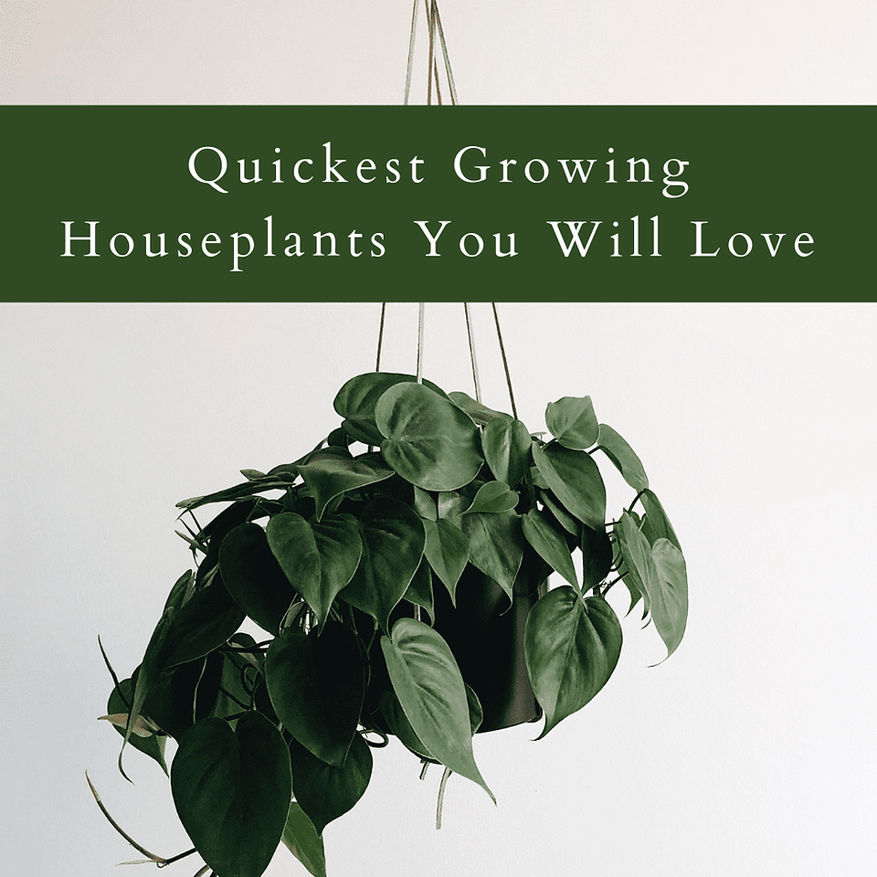 Quickest Growing Houseplants You Will Love