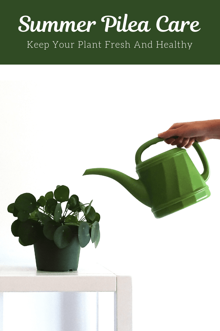 Pilea Peperomioides The Pass It On Plant