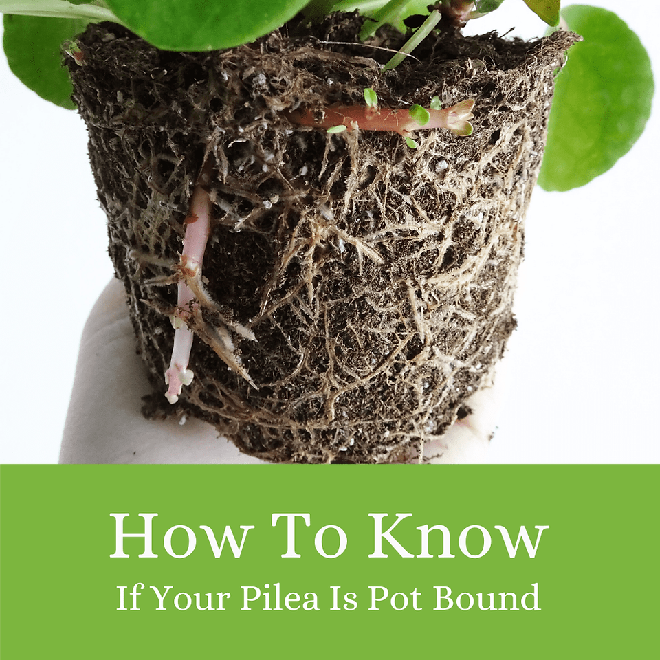 How to Tell If Your Pilea Is Pot Bound