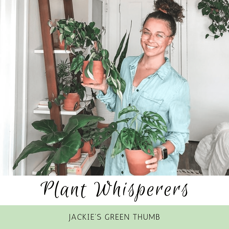Plant Whisperers: Jackie’s Green Thumb