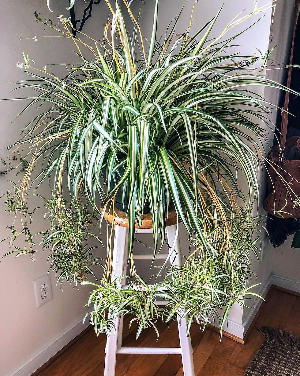 Spider Plant Chlorophytum Comosum Popular Trending Plant 2018