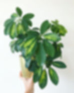 Easy To Care Houseplants Keep Alive Schefflera