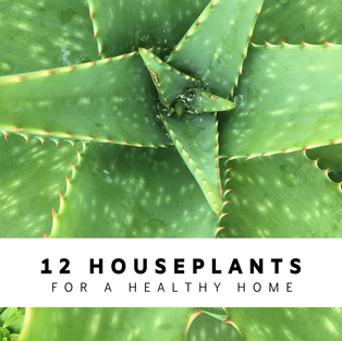12 Houseplants for a Healthy Home