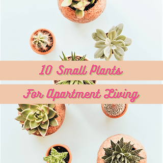 10 Small Plants For Apartment Living
