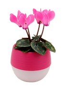 cyclamen.png