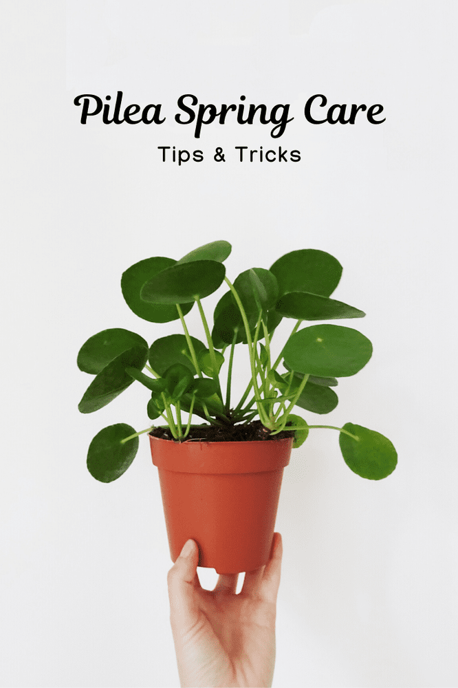 Pilea Peperomioides Spring Care