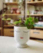 Peperomia Cheap Houseplants You Can Easily Add To Your Home