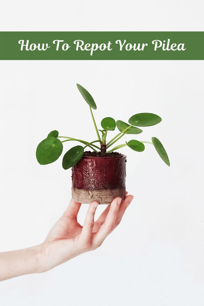 How To Repot Your Pilea Properly