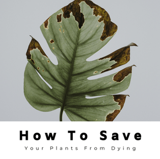 How To Save Your Plants From Dying