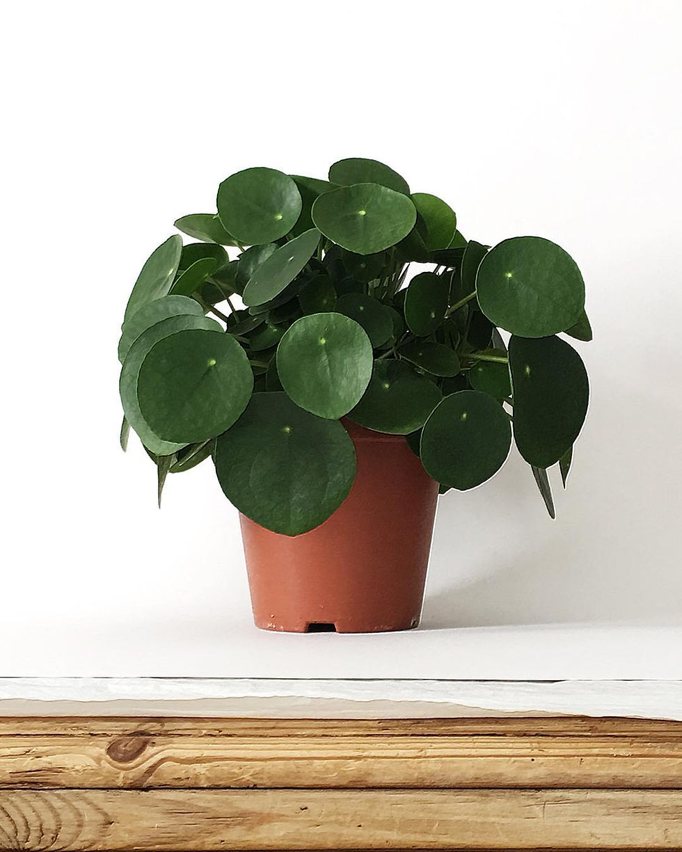 Pilea Peperomioides Houseplants You Can Propagate From Cuttings