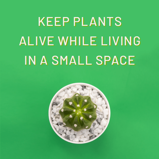 How To Keep Your Plants Alive While Living In A Small Space
