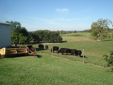 Angus Cattle in Indiana