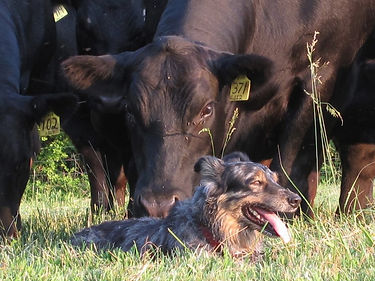 Angus Cow and Australian Shepherd Dog